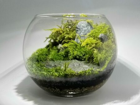 苔カフェ・販売